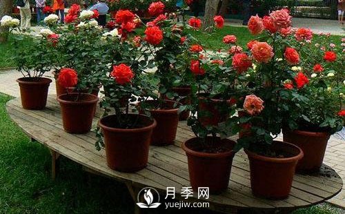 南陽(yáng)月季成活階段要如何管理？(圖1)
