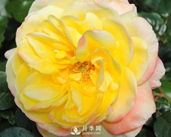 南陽(yáng)月季苗長(cháng)的慢是怎么回事？(圖1)