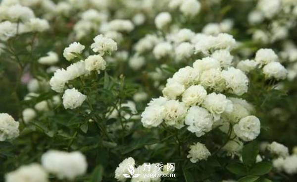 怎樣防治南陽(yáng)月季黑斑病病害？(圖1)