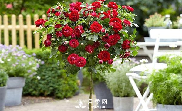 怎么正確修剪整形南陽(yáng)月季樹(shù)？(圖1)