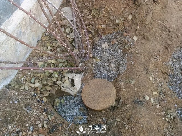 月季養護12個(gè)月計劃表，按照這個(gè)養，月季花園不是夢(mèng)(圖2)