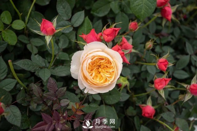 月季養護12個(gè)月計劃表，按照這個(gè)養，月季花園不是夢(mèng)(圖4)