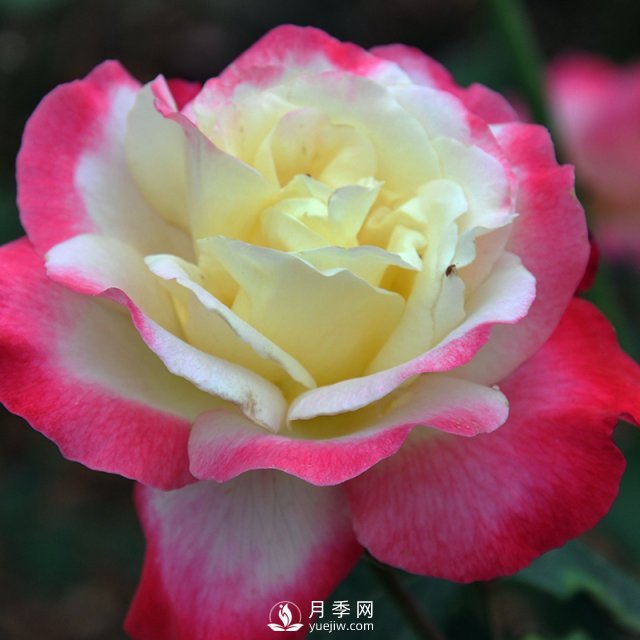 月季扦插有什么技巧？南陽(yáng)月季告訴你(圖1)