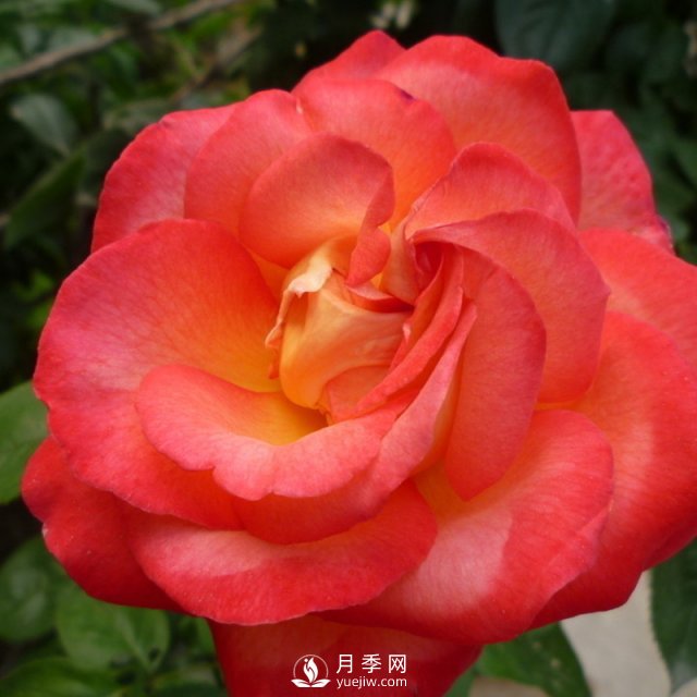 月季該怎么養護？石橋月季告訴你(圖1)