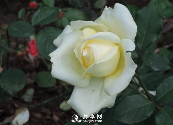 月季培養技能及月季的培養條件(圖1)