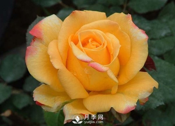 月季培養為什么要人工授粉(圖1)