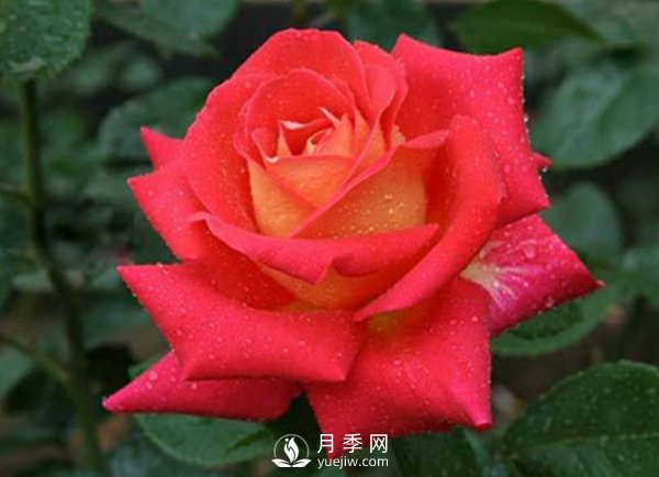 月季木蠹蛾的發(fā)作規則(圖1)