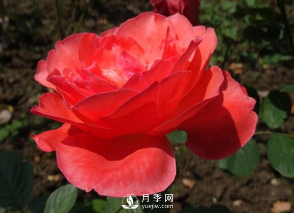 月季花扦插后如何管理？(圖1)