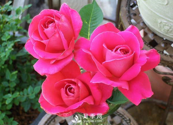 月季在冬天長(cháng)筍芽好不好？應該如何處理？(圖1)