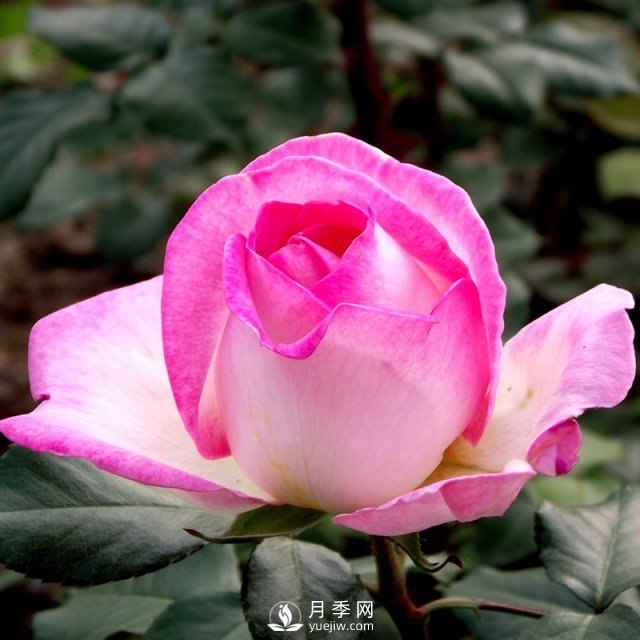 月季基地教您幾招月季花修剪的小妙招！快來(lái)看看吧！(圖1)