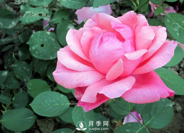 藤本月季的養殖方法有哪些？(圖1)