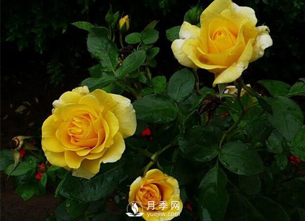 怎么種植月季？有什么栽培要點(diǎn)需要了解的？(圖1)