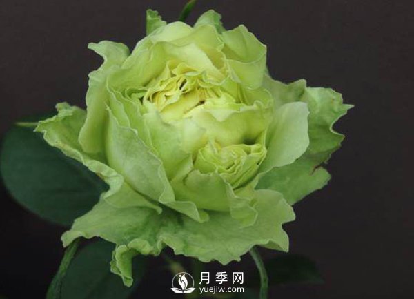 8個(gè)標準條件來(lái)評估豐花月季的優(yōu)劣（上）(圖1)
