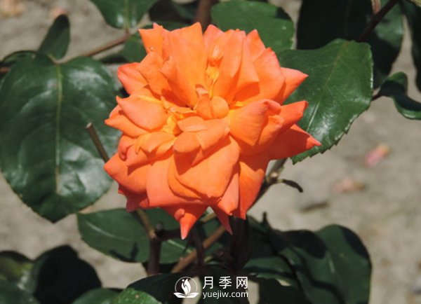 藤本月季根瘤病如何防治？(圖1)