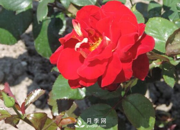 藤本月季傷流病如何防治？技巧有哪些？(圖1)