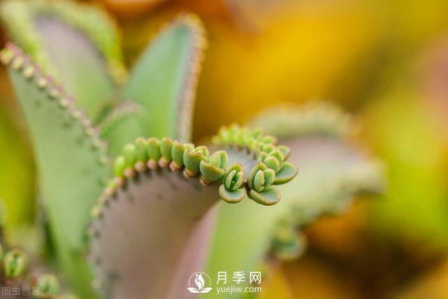 什么花容易種活？(圖1)