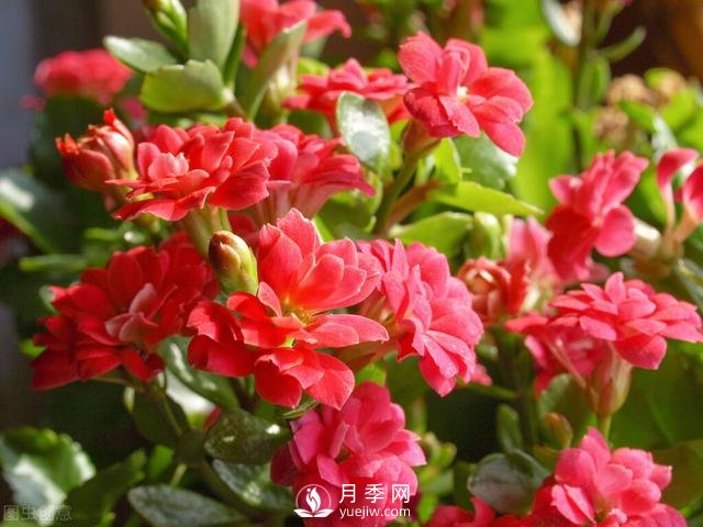 什么花容易種活？(圖4)