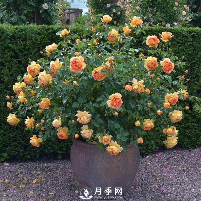 月季常年放在室外會(huì )死嗎？(圖1)