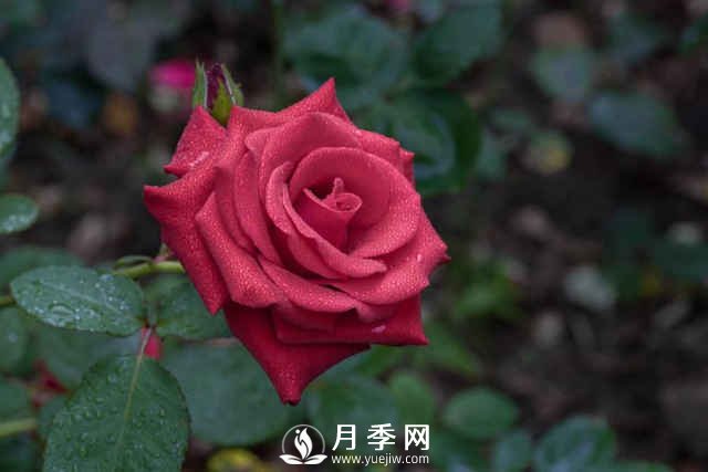 夏天月季怎么養？先從修剪開(kāi)始，有了動(dòng)力陽(yáng)臺變成“小花園”(圖1)