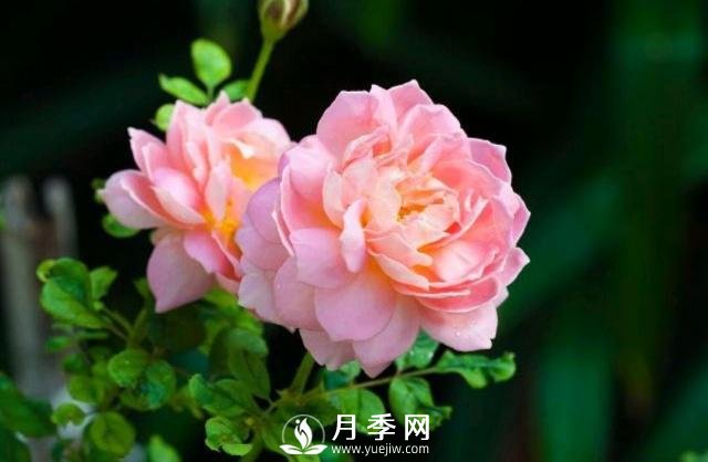 月季花**次修剪什么時(shí)候？修剪的目的是什么(圖1)