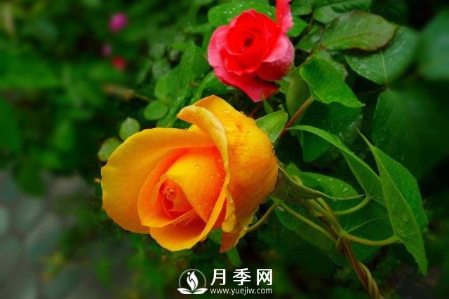月季花**次修剪什么時(shí)候？修剪的目的是什么(圖2)