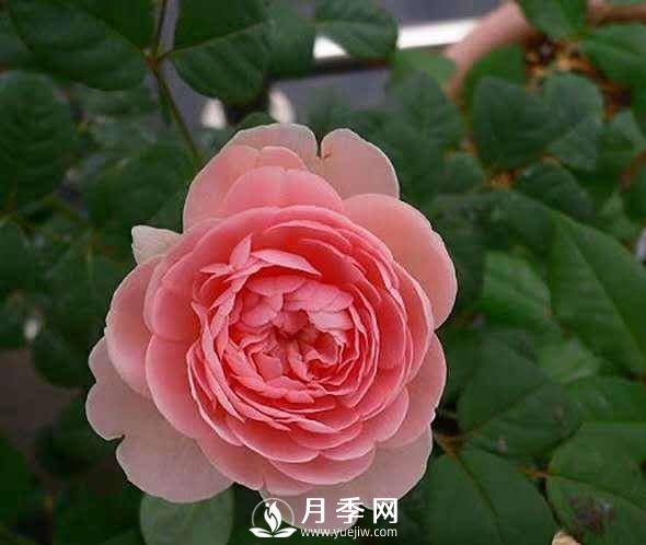 月季怎樣進(jìn)行修剪與管理、養護(圖1)