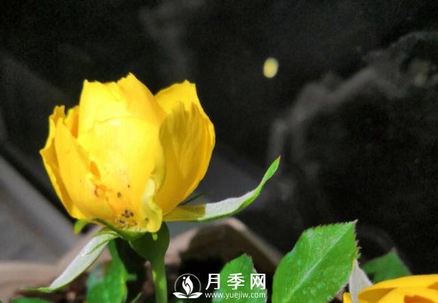 月季花期能不能施肥？用什么肥月季長(cháng)的好看開(kāi)花又多？(圖1)