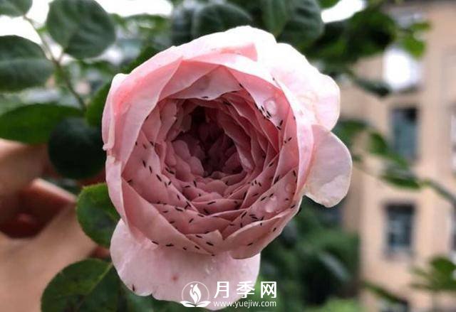 月季花期能不能施肥？用什么肥月季長(cháng)的好看開(kāi)花又多？(圖2)