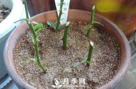 冬季扦插月季花，還能活嗎？(圖2)
