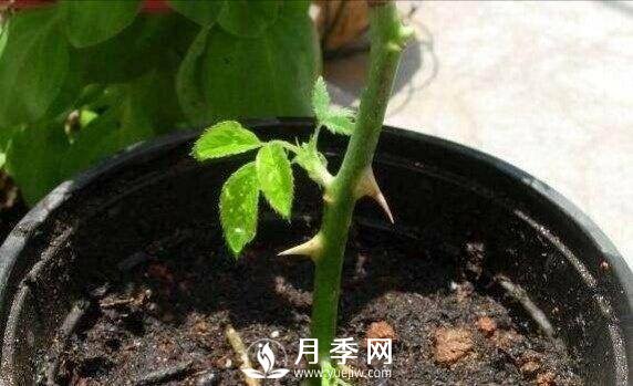 冬季扦插月季花，還能活嗎？(圖1)