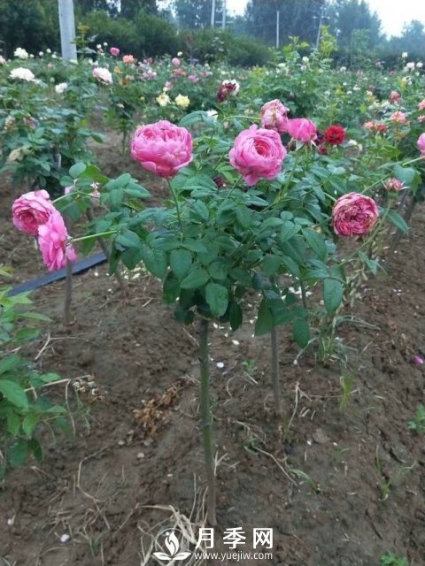 花農又出新花樣！歐月嫁接到樹(shù)上，歐月棒棒糖(圖1)