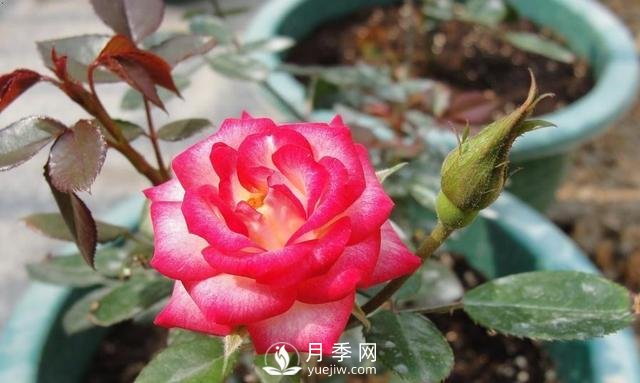 你的盆栽月季是不是又焉了。來(lái)看盆栽月季養殖的注意事項(圖1)