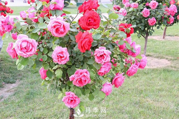 月季發(fā)生蟲(chóng)害不要慌！教你如何一網(wǎng)打盡(圖1)