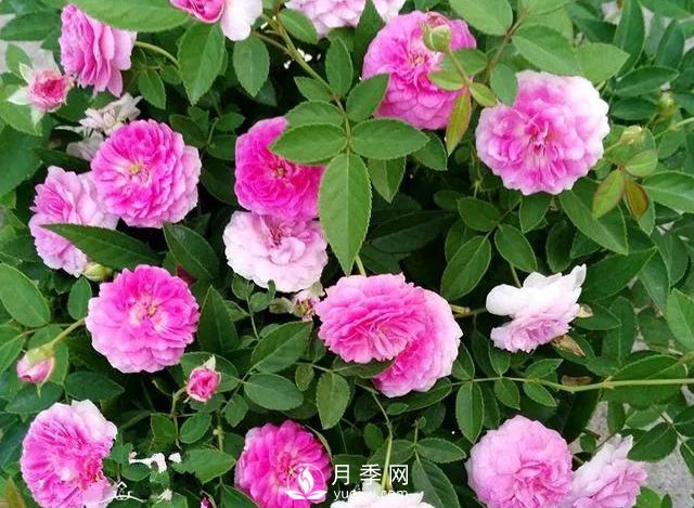 適合陽(yáng)臺的瑪姬嬸嬸月季，小巧花美有香味，開(kāi)花到爆盆！(圖1)