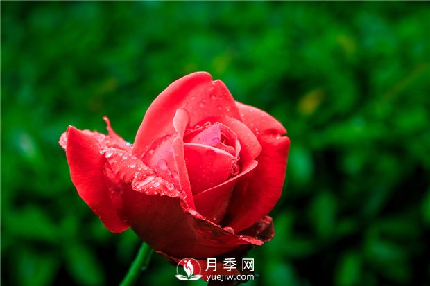 怎樣養殖大花月季？有什么技巧？(圖1)