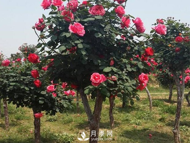 古樁月季樹(shù)枝枯病的防治辦法(圖1)
