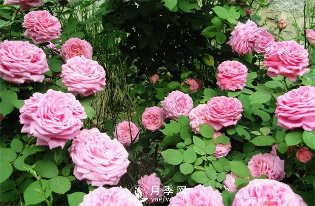 怎樣使月季每月都開(kāi)花？日照一定要長(cháng)(圖1)