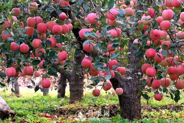 什么是果樹(shù)的枝干比、枝葉比、葉果比和產(chǎn)出比？(圖1)