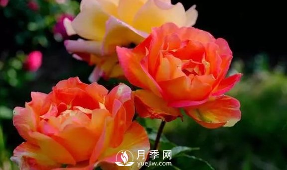 4月養月季需要4點(diǎn)，避免畸形，養出漂亮的月季花(圖1)