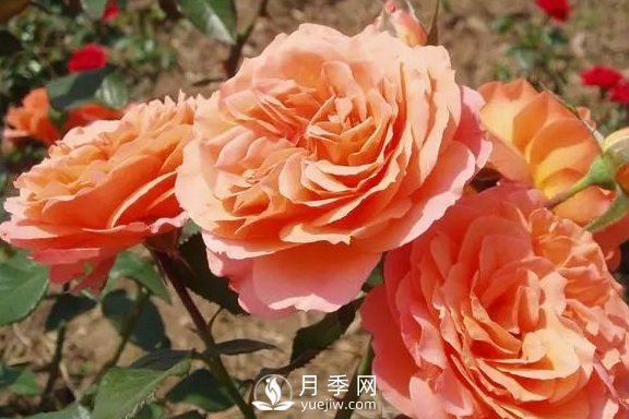4月養月季需要4點(diǎn)，避免畸形，養出漂亮的月季花(圖3)