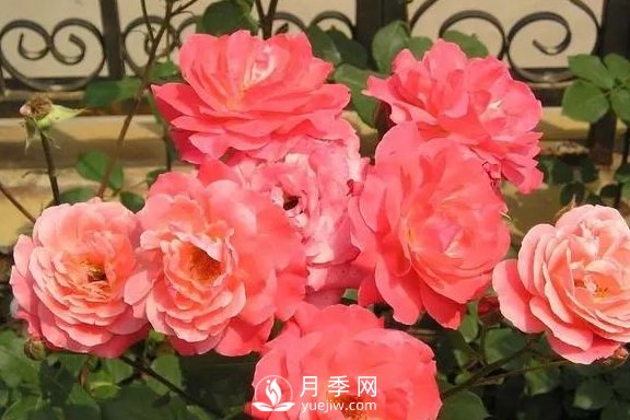 4月養月季需要4點(diǎn)，避免畸形，養出漂亮的月季花(圖2)