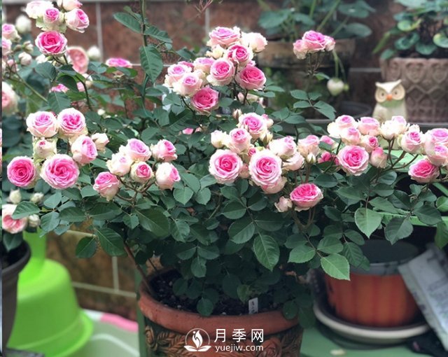 封閉陽(yáng)臺養好月季花？室內陽(yáng)臺養月季的4大注意事項(圖3)