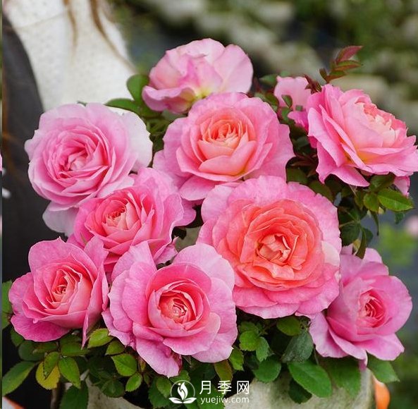 封閉陽(yáng)臺養好月季花？室內陽(yáng)臺養月季的4大注意事項(圖1)