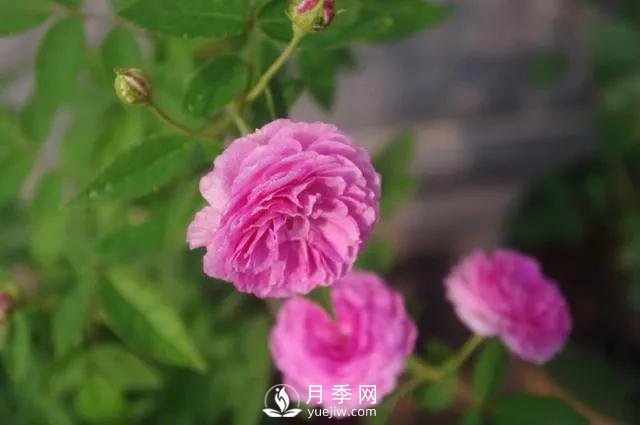 適合陽(yáng)臺的瑪姬嬸嬸月季，小巧花美有香味，開(kāi)花到爆盆！(圖3)