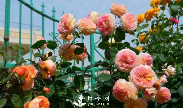 如何讓月季小苗冠幅一年達到1米？做好1狠3足(圖2)