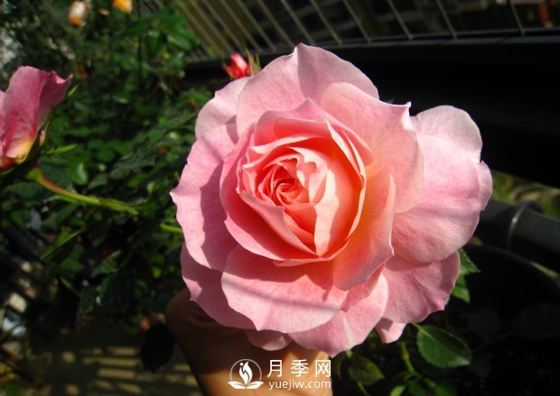 海神王陽(yáng)臺月季，專(zhuān)為盆栽觀(guān)賞而生，四季有花開(kāi)(圖1)