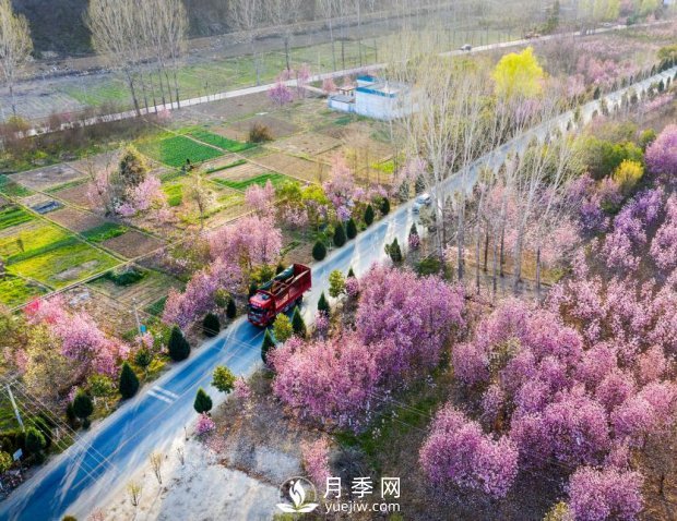 南陽(yáng)美景：聞香賞花 莫負春光(圖2)