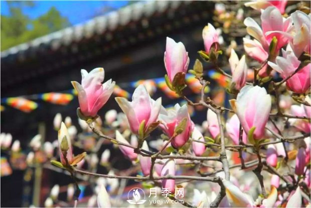 南陽(yáng)南召：玉蘭花大全，5種玉蘭簡(jiǎn)介(圖3)