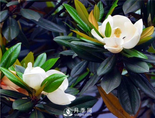 南陽(yáng)南召：玉蘭花大全，5種玉蘭簡(jiǎn)介(圖4)