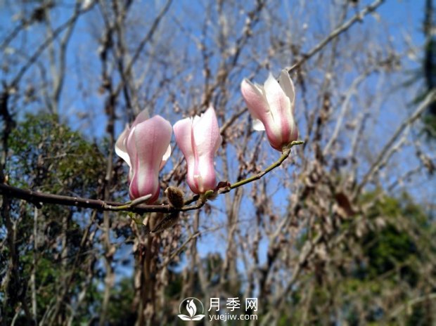 南陽(yáng)南召：玉蘭花大全，5種玉蘭簡(jiǎn)介(圖5)